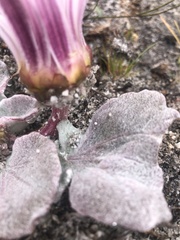 Arctotis verbascifolia