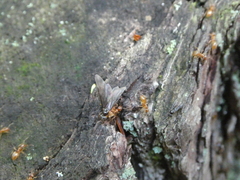 Lasius aphidicola