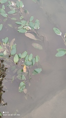 Potamogeton nodosus