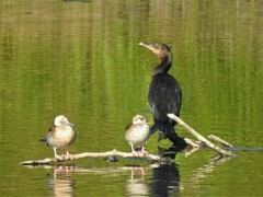 Callonetta leucophrys