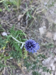 Echinops ritro ruthenicus