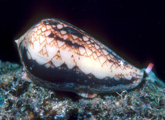 Conus retifer