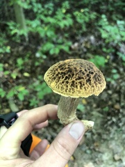 Leccinellum crocipodium