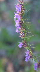 Hyssopus officinalis