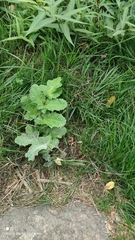 Heracleum sosnowskyi