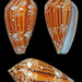 Conus retifer - Photo 由 uwkwaj 所上傳的 (c) uwkwaj，保留部份權利CC BY-NC