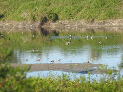 Callonetta leucophrys