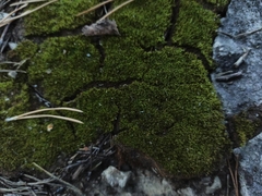 Syntrichia ruralis