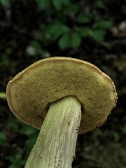 Leccinellum crocipodium