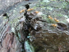 Lasius aphidicola
