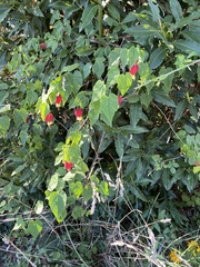 Callianthe megapotamica