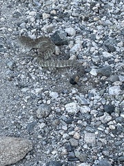 Crotalus molossus molossus