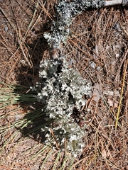 Platismatia tuckermanii