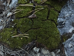 Syntrichia ruralis