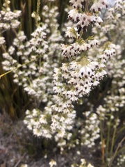 Erica imbricata