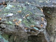 Lasius aphidicola