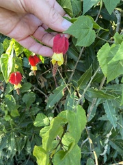 Callianthe megapotamica
