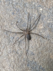 Loxosceles reclusa