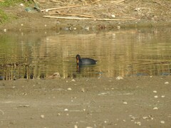 Fulica rufifrons