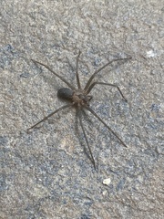 Loxosceles reclusa