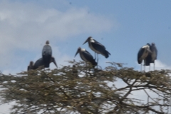 Leptoptilos crumenifer