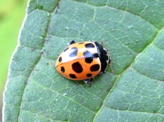 Ceratomegilla notata