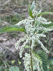 Urtica dioica