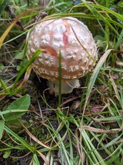 Amanita muscaria