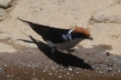 Hirundo smithii