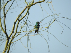 Chlorostilbon lucidus