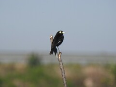 Hymenops perspicillatus