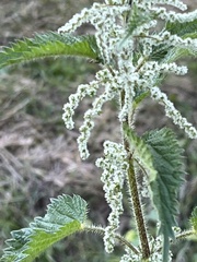 Urtica dioica