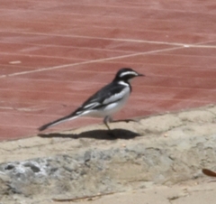 Motacilla aguimp