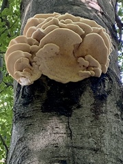 Climacodon septentrionalis