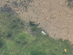Sicyopterus lagocephalus