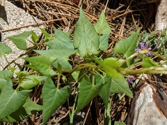 Calystegia macrostegia
