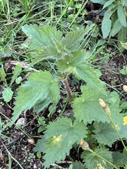 Urtica dioica