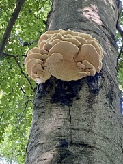 Climacodon septentrionalis