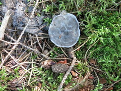 Cantharellula umbonata