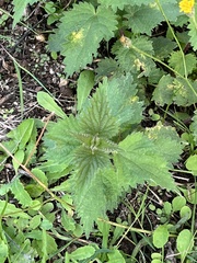 Urtica dioica
