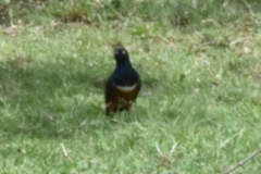 Lamprotornis superbus