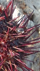 Echinolittorina punctata