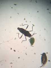 Microvelia pulchella