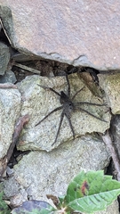 Dolomedes vittatus