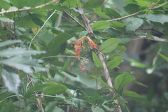 Gloriosa superba