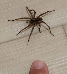 Tigrosa helluo