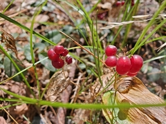 Rubus saxatilis