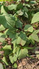 Reynoutria sachalinensis