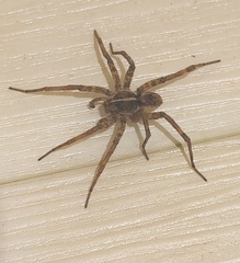 Tigrosa helluo