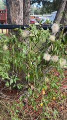 Clematis drummondii